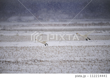 雪のに着地する白鳥 112214441