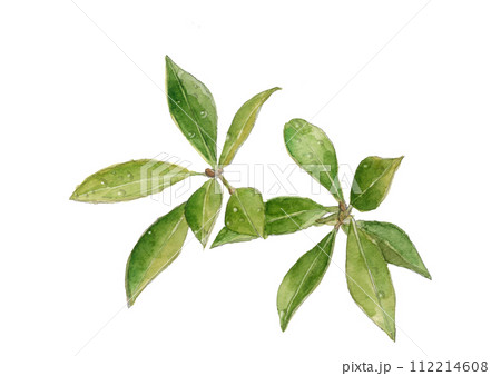 水彩で描いた水滴の付いたシキミのイラスト【手描き】白バック 透過背景 コピースペースあり 水彩で描いた水滴の付いたシキミのイラスト【手描き】白バック 透過背景 コピースペースあり 112214608