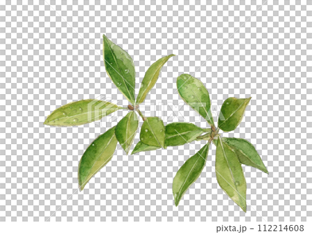 水彩で描いた水滴の付いたシキミのイラスト【手描き】白バック 透過背景 コピースペースあり 水彩で描いた水滴の付いたシキミのイラスト【手描き】白バック 透過背景 コピースペースあり 112214608