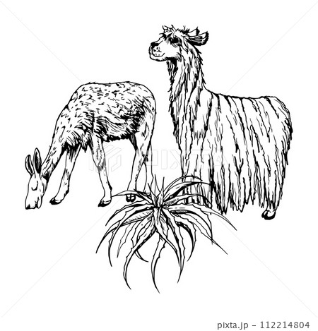 Hand drawn ink vector illustration, nature desert plant succulent cactus aloe agave, llama alpaca wool animals. Composition isolated on white background. Design travel, vacation, brochure, print Hand drawn ink vector illustration, nature desert plant succulent cactus aloe agave, llama alpaca wool animals. Composition isolated on white background. Design travel, vacation, brochure, print 112214804