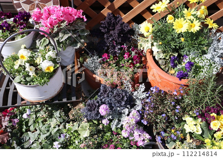 花の寄せ植え&寄せ鉢 花の寄せ植え&寄せ鉢 112214814