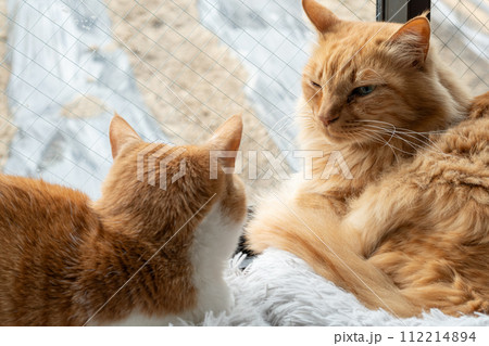 窓辺の猫 112214894