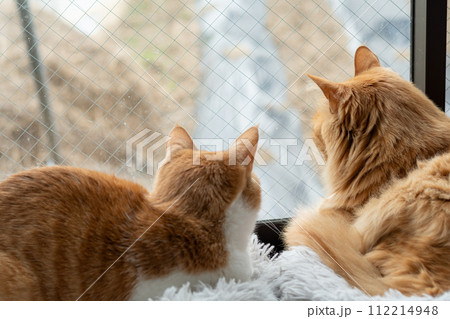 窓辺の猫 112214948