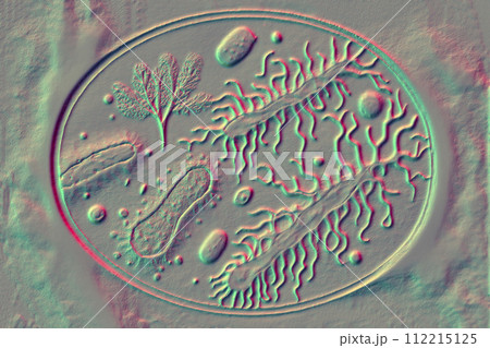 Beautiful microworld, microbes of different shapes, 3D illustration 112215125