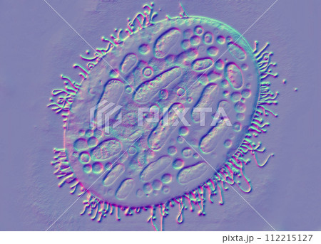 Beautiful microworld, microbes of different shapes, 3D illustration Beautiful microworld, microbes of different shapes, 3D illustration 112215127