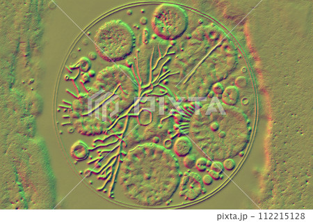 Beautiful microworld, microbes of different shapes, 3D illustration Beautiful microworld, microbes of different shapes, 3D illustration 112215128