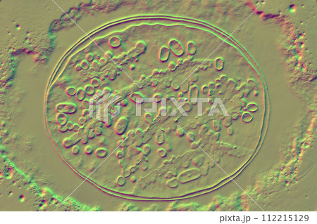 Beautiful microworld, microbes of different shapes, 3D illustration 112215129