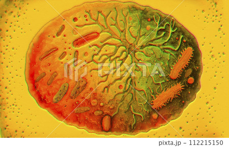 Beautiful microworld, microbes of different shapes, 3D illustration 112215150