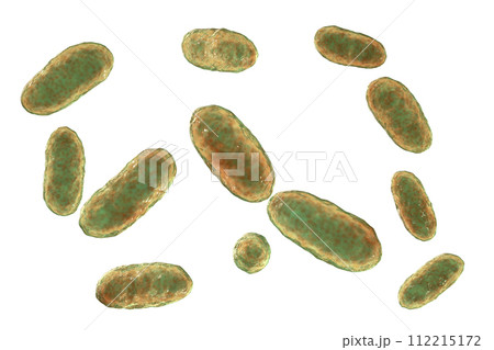 Bacteria Aggregatibacter, illustration Bacteria Aggregatibacter, illustration 112215172