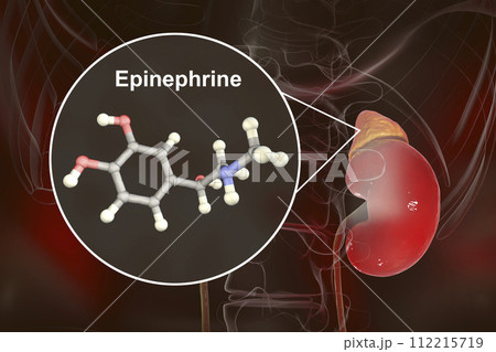 Epinephrine hormone produced by adrenal gland 112215719