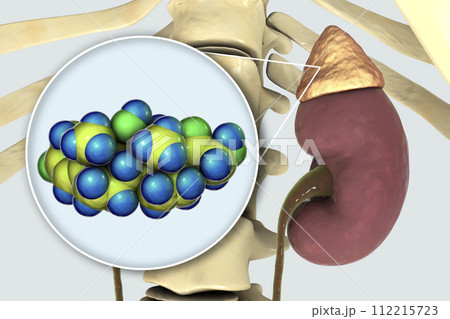 Molecule of cortisol hormone and adrenal gland 112215723