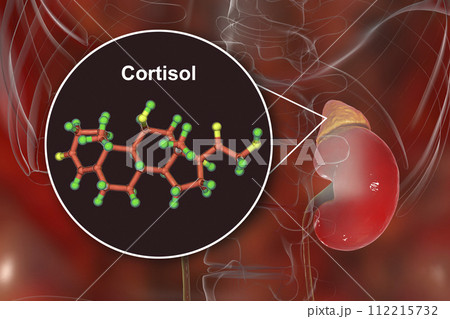 Molecule of cortisol hormone and adrenal gland 112215732