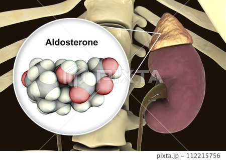 Aldosterone hormone produced by adrenal gland 112215756