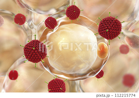 Adenoviruses and fat cells 112215774