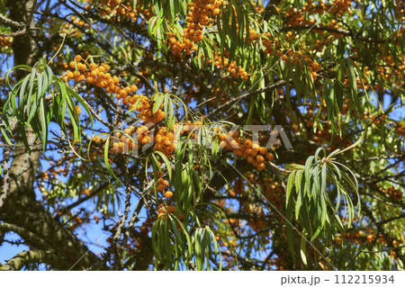 Ripe healthy orange sea buckthorn berries on a tree branch 112215934