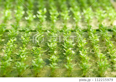Small seedling vegetable hydroponics growing in nursery greenhouse Small seedling vegetable hydroponics growing in nursery greenhouse 112215979