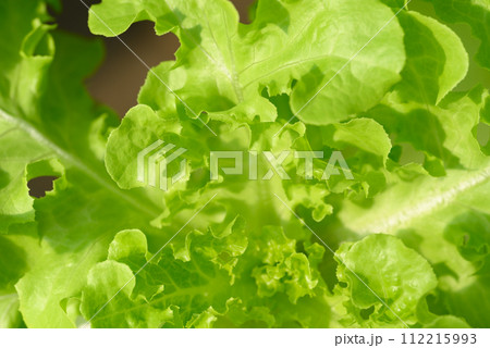 Hydroponics vegetables plant (Green oak lettuce) growing in greenhouse 112215993