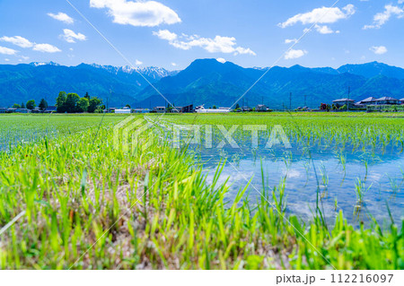 【初夏素材】安曇野市の水田と水鏡【長野県】 112216097