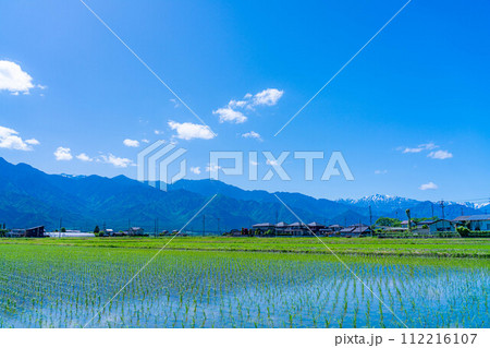 【初夏素材】安曇野市の水田と水鏡【長野県】 112216107