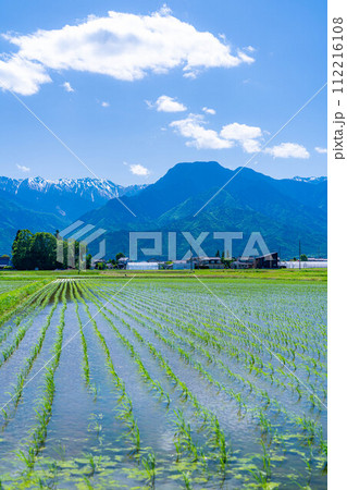 【初夏素材】安曇野市の水田と水鏡【長野県】 【初夏素材】安曇野市の水田と水鏡【長野県】 112216108