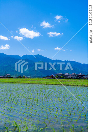 【初夏素材】安曇野市の水田と水鏡【長野県】 【初夏素材】安曇野市の水田と水鏡【長野県】 112216112