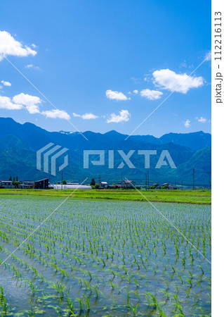 【初夏素材】安曇野市の水田と水鏡【長野県】 【初夏素材】安曇野市の水田と水鏡【長野県】 112216113