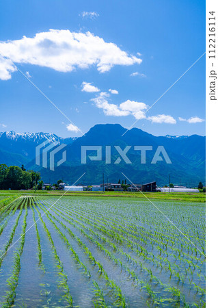 【初夏素材】安曇野市の水田と水鏡【長野県】 112216114