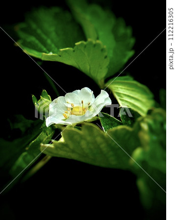 Close up of a freshly White strawberry flower plant in the garden. Summer gardening background. 112216305