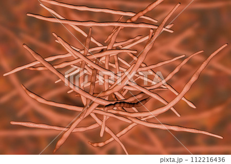 Actinomycetes, gram-positive anaerobic bacteria which resemble fungi 112216436