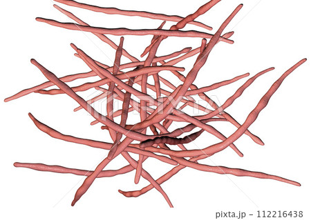Actinomycetes, gram-positive anaerobic bacteria which resemble fungi 112216438