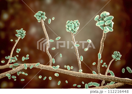 Mold fungi Acremonium, illustration 112216448