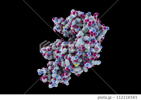 Human ACE2 receptor 112216565