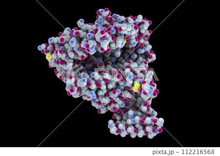 Human ACE2 receptor Human ACE2 receptor 112216568