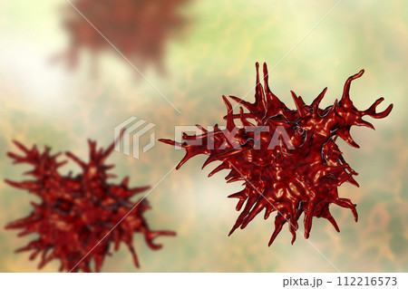 Acanthamoeba castellanii amoeba Acanthamoeba castellanii amoeba 112216573