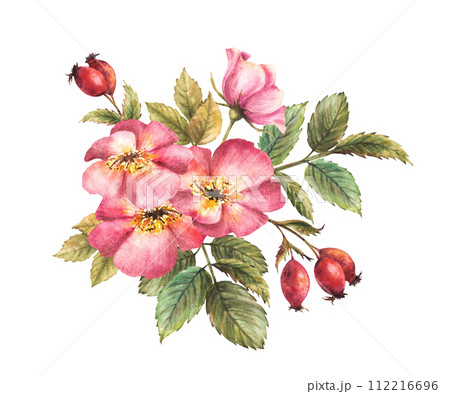 Watercolor pink wild rose hip with buds, berries and flower, leaves. Dog or brier rose branch. Botanical clipart for card, logo, medical label Hand drawn floral illustration isolated white background. Watercolor pink wild rose hip with buds, berries and flower, leaves. Dog or brier rose branch. Botanical clipart for card, logo, medical label Hand drawn floral illustration isolated white background. 112216696