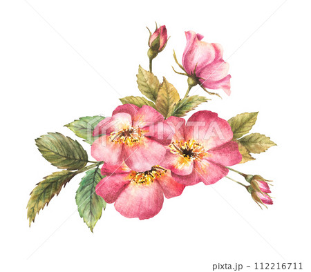 Watercolor pink wild rose hip branch with buds and flower, dog or brier rose im bloom. Botanical clipart for card, logo, medical label print. Hand drawn floral illustration isolated white background. Watercolor pink wild rose hip branch with buds and flower, dog or brier rose im bloom. Botanical clipart for card, logo, medical label print. Hand drawn floral illustration isolated white background. 112216711