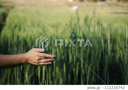 Close up of young woman walking in a wheat field at sunrise, touching green ears of wheat with her hands 112216742