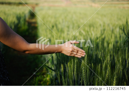 Close up of young woman walking in a wheat field at sunrise, touching green ears of wheat with her hands 112216745
