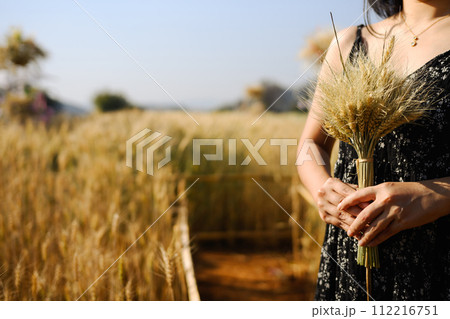 Close up of female hands holding a bunch of ripe yellow wheat ears standing on field in a sunny day 112216751
