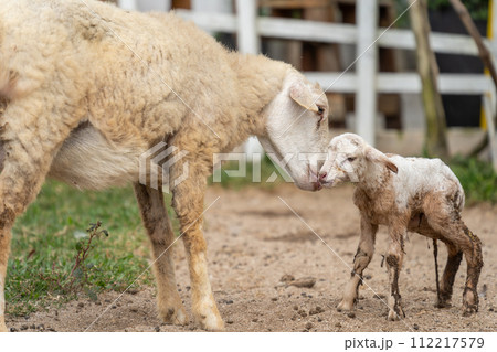 Adorable newborn baby lamb with mother 112217579