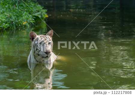 White Bengal Tiger (Panthera Tigris Tigris ) swimming in the pond. White Bengal Tiger (Panthera Tigris Tigris ) swimming in the pond. 112217808