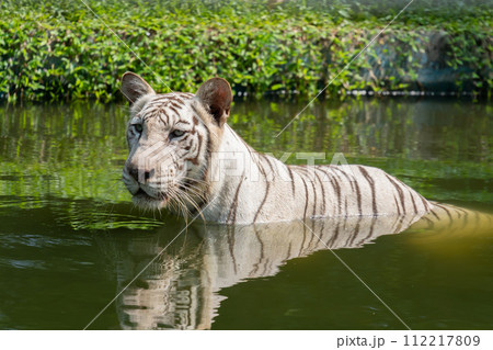 White Bengal Tiger (Panthera Tigris Tigris ) swimming in the pond. 112217809