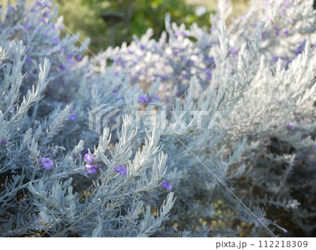 エレモフィラ・ニベア エレモフィラ・ニベア 112218309