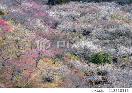 茨城県つくば市 筑波山梅林 茨城県つくば市 筑波山梅林 112218518