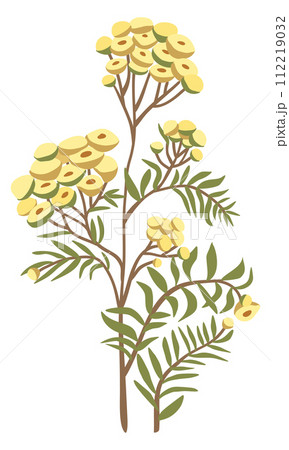 Tansy flower. Vector floral isolated illustration. 112219032