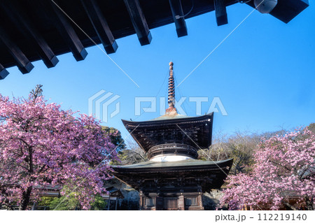 雨引観音の河津桜 112219140