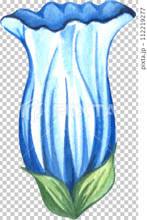 Alpine mountain flowers - Gentian flower. Watercolor hand drawn illustration 112219277