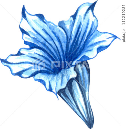 Alpine mountain flowers - Gentian flower. Watercolor hand drawn illustration Alpine mountain flowers - Gentian flower. Watercolor hand drawn illustration 112219283