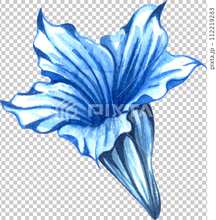 Alpine mountain flowers - Gentian flower. Watercolor hand drawn illustration Alpine mountain flowers - Gentian flower. Watercolor hand drawn illustration 112219283