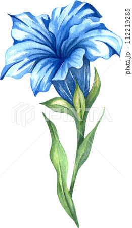 Alpine mountain flowers - Gentian flower. Watercolor hand drawn illustration Alpine mountain flowers - Gentian flower. Watercolor hand drawn illustration 112219285